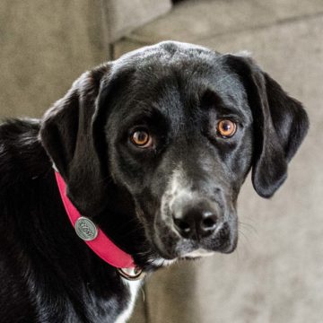 yoga dog lotus collar